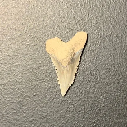 1.16" Upper Anterior Hemipristis serra Shark Tooth