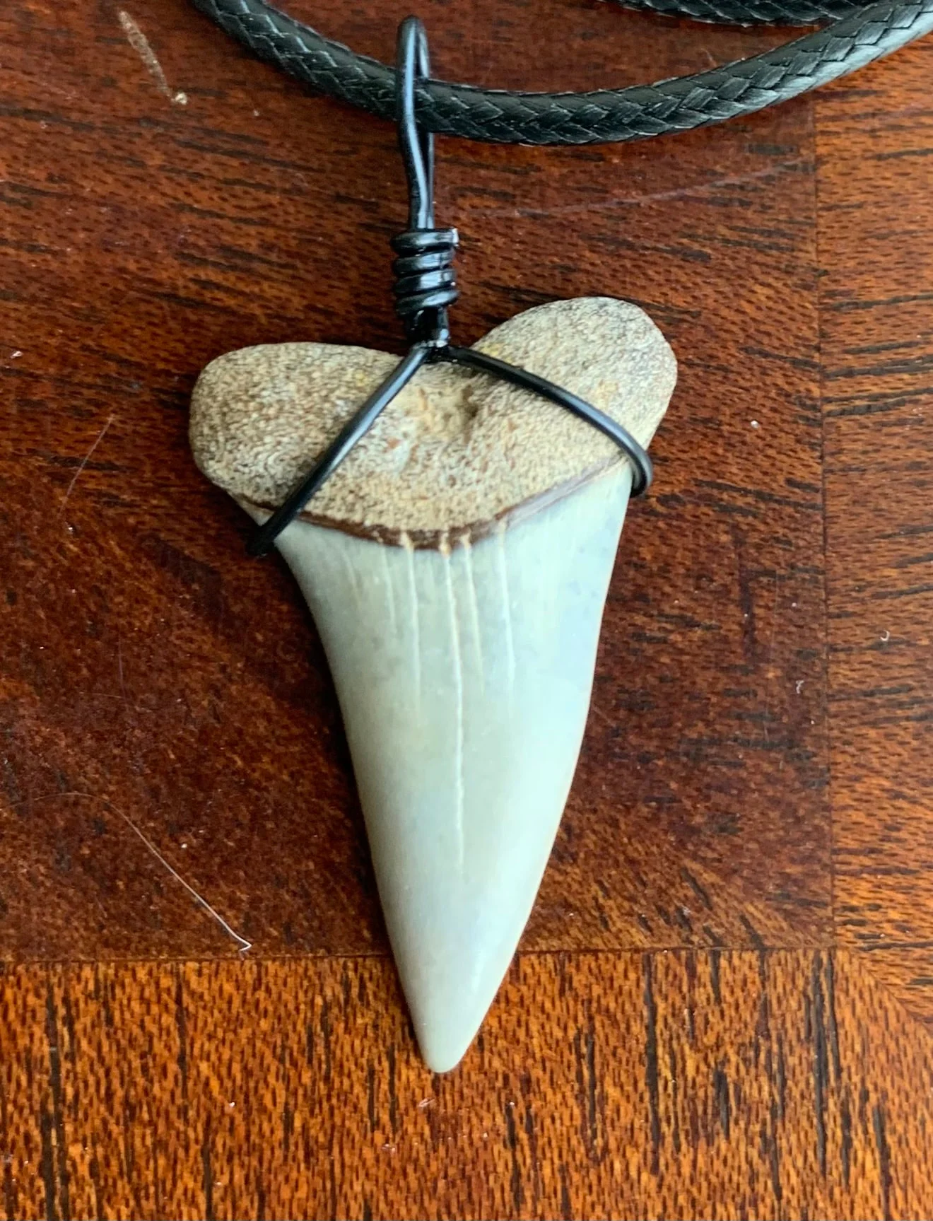 Carcharodon hastalis white shark tooth necklace
