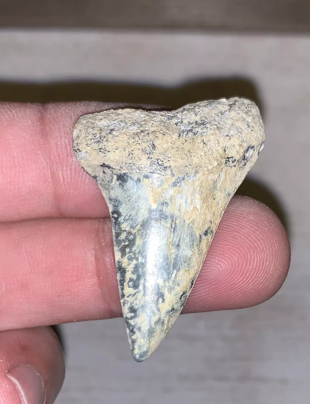 1.68" Carcharodon hastalis - Virginia