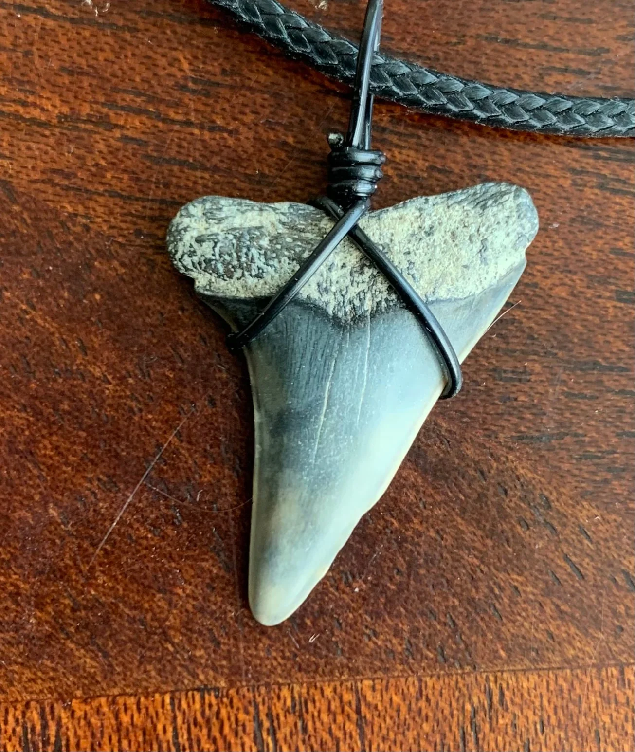 Carcharodon hastalis white shark tooth necklace