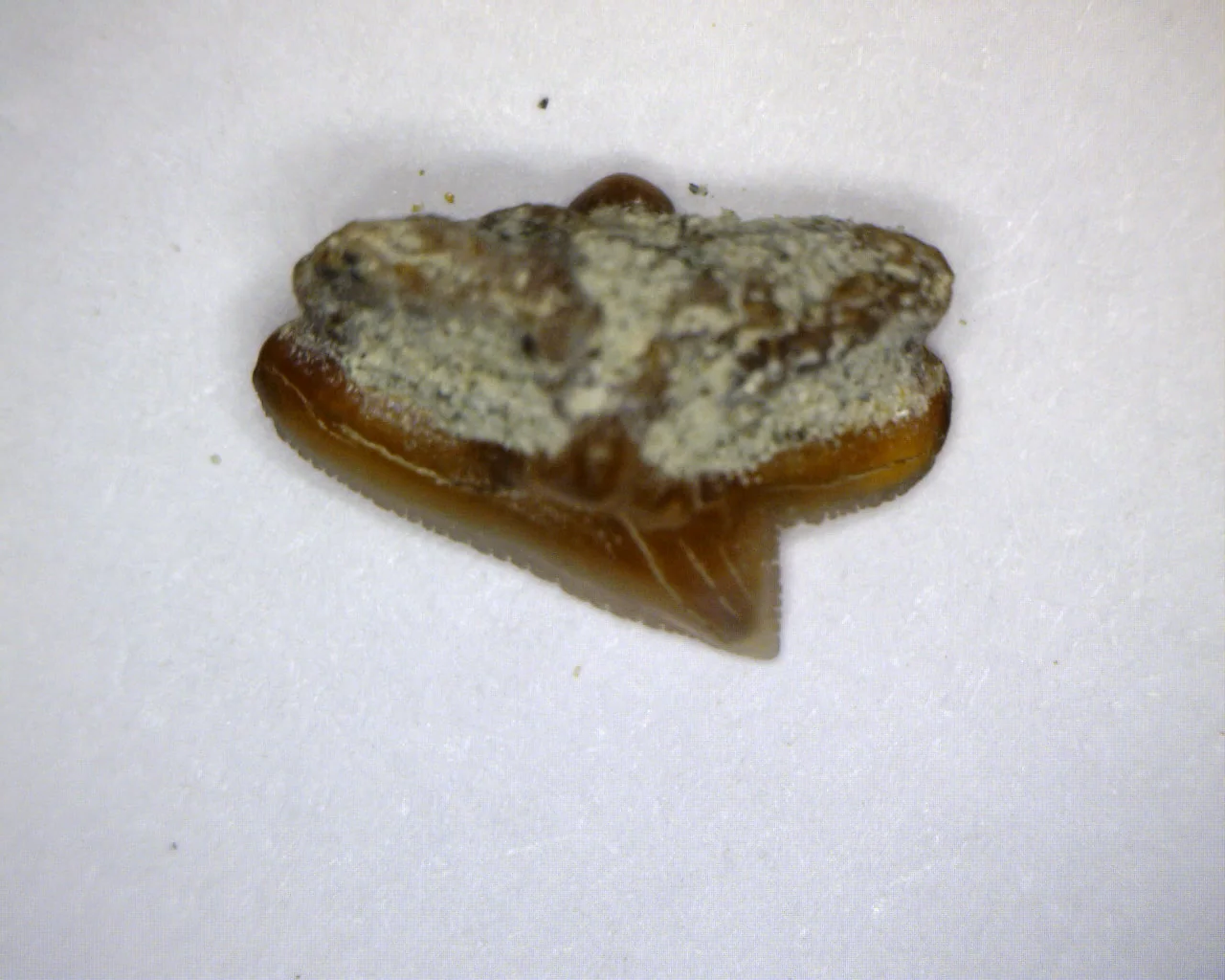 Squalus occidentalis - Bakersfield