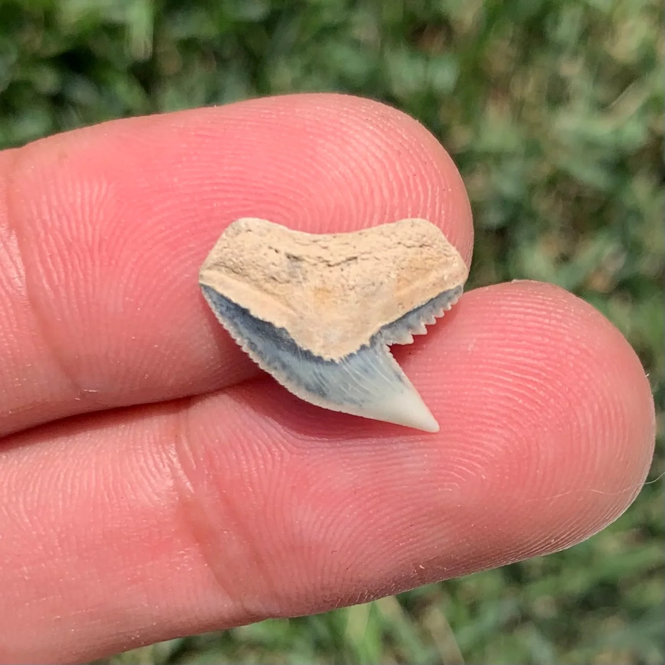 Galeocerdo aduncus tiger shark tooth - Virginia