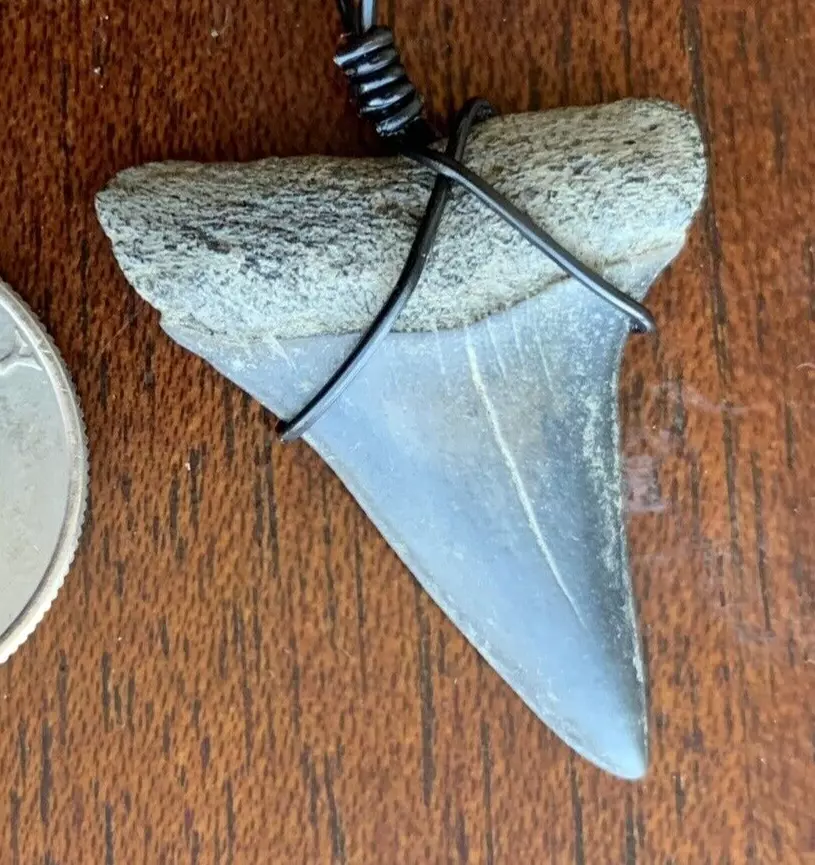 Carcharodon hastalis white shark tooth necklace