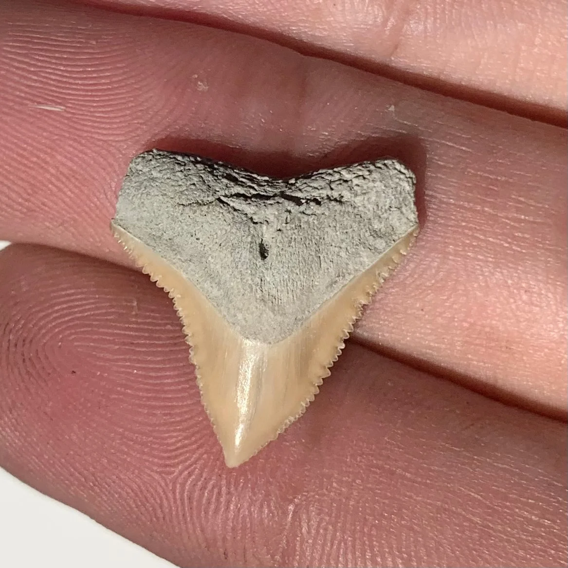 Carcharhinus leucas - Lee Creek Mine