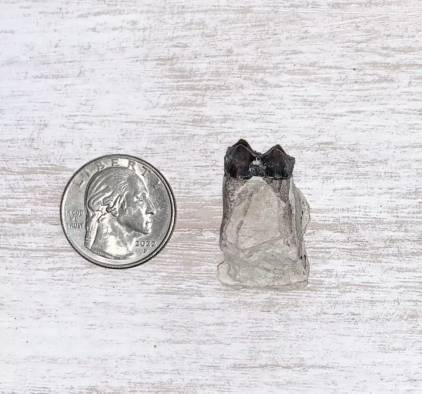 Fossil Oreodont Lower Jaw Section With Tooth