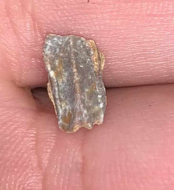 Edmontosaurus Dinosaur Tooth, Hell Creek Formation SD, Hadrosaur, Duck-billed