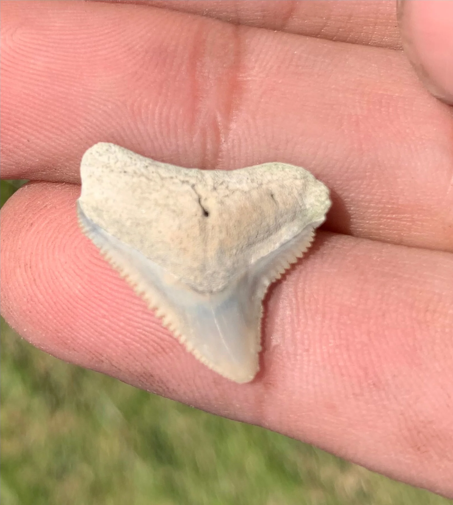 .86” Carcharhinus leucas - Lee Creek Mine