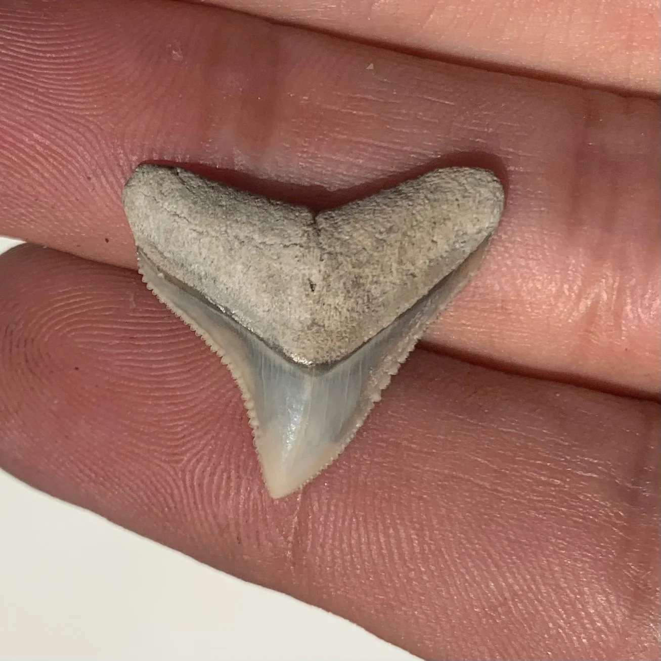 Carcharhinus leucas - Lee Creek Mine