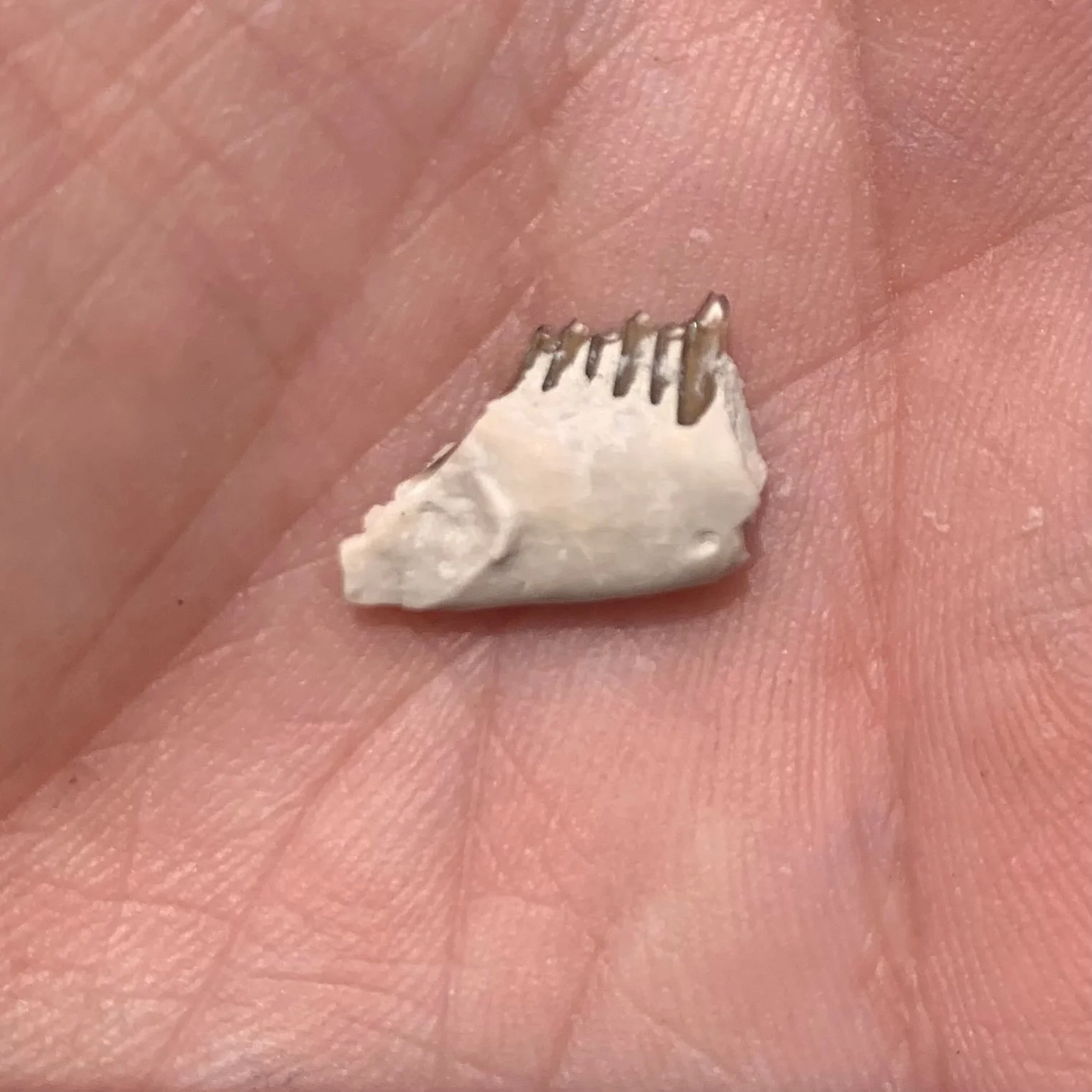 Fossil Rabbit Lower Jaw, Palaeolagus