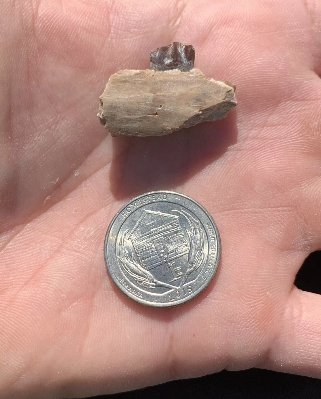 Camel Jaw Section With Tooth, Poebrotherium