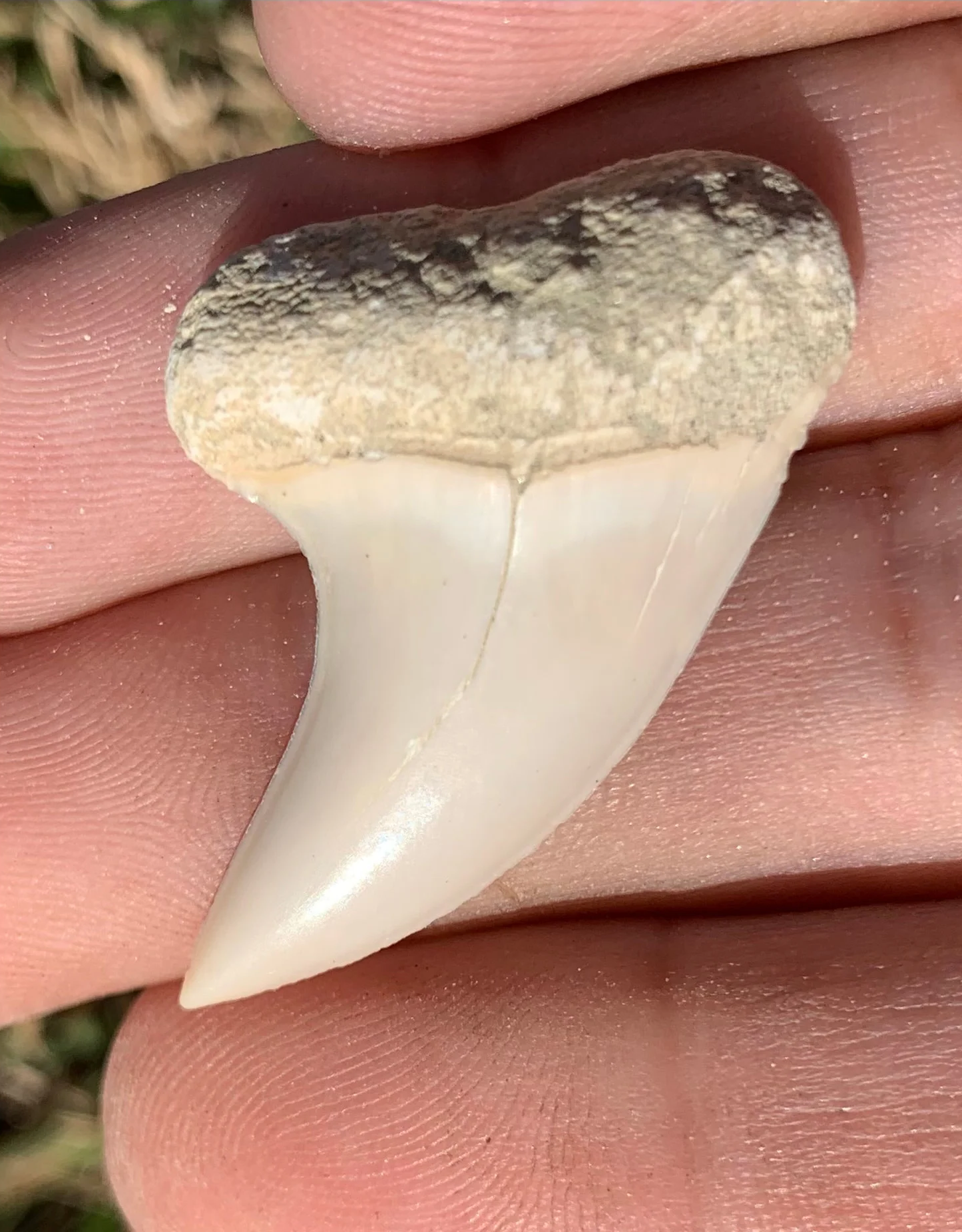 1.51" Carcharodon planus - Bakersfield