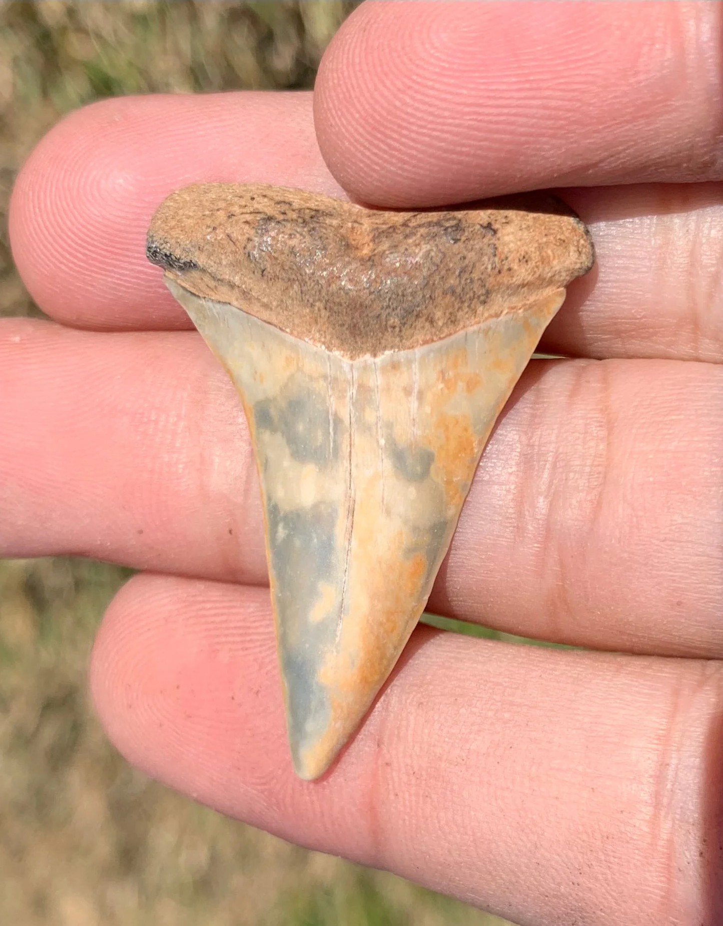 1.58” Carcharodon hastalis - Virginia