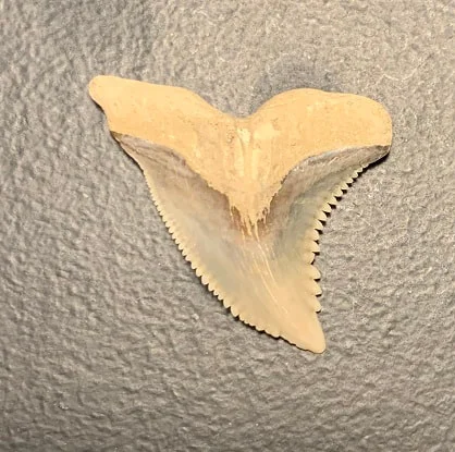 1.34" Hemipristis serra Upper jaw Shark Tooth