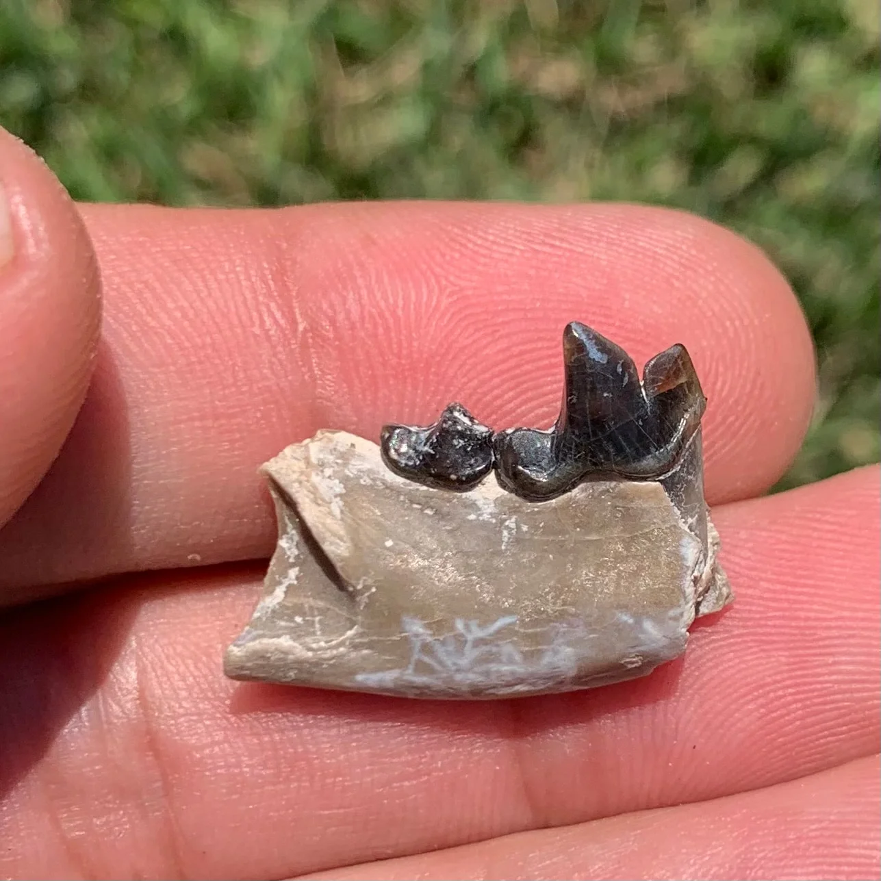 Fossil Dog Jaw, Hesperocyon, Nebraska