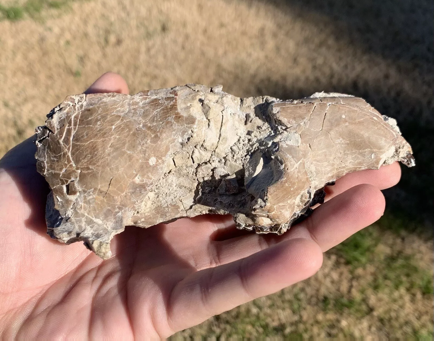 Daphoenus Bear Dog Skull