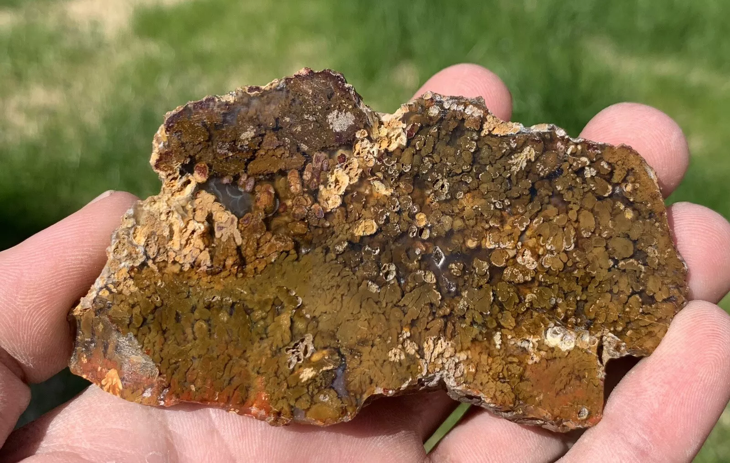 Polished Brown Plume Agate from Indonesia, Slab, Slice