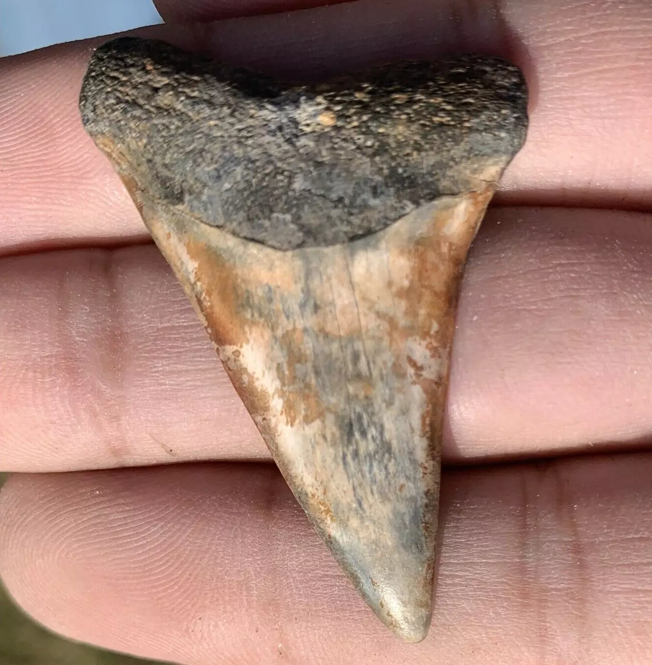 1.87” Carcharodon hastalis - Virginia