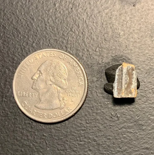 Edmontosaurus Dinosaur Tooth, Hell Creek Formation SD, Hadrosaur, Duck-billed