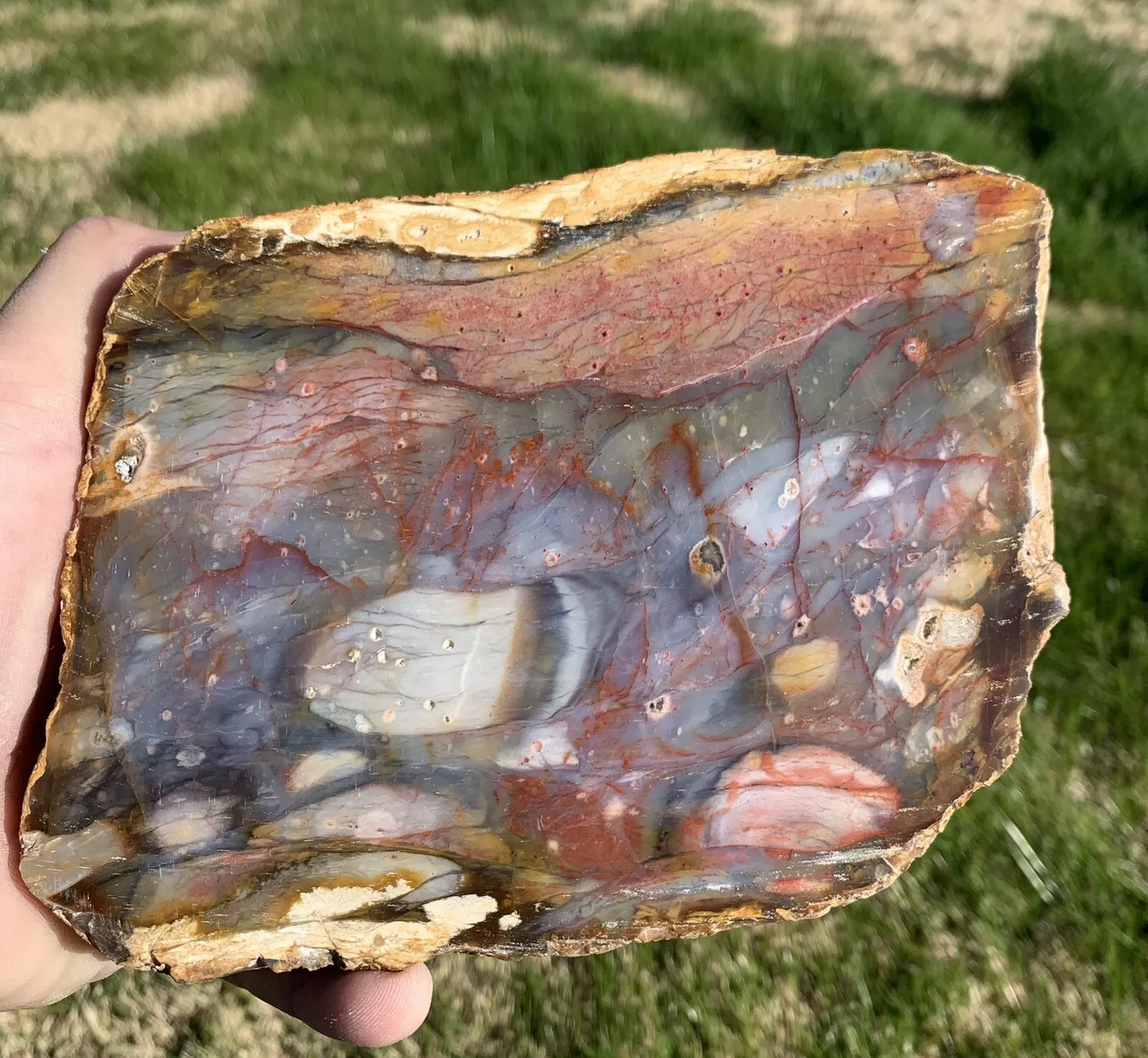 Extremely Colorful Polished Petrified Wood with a large Druzy Pocket From Indonesia