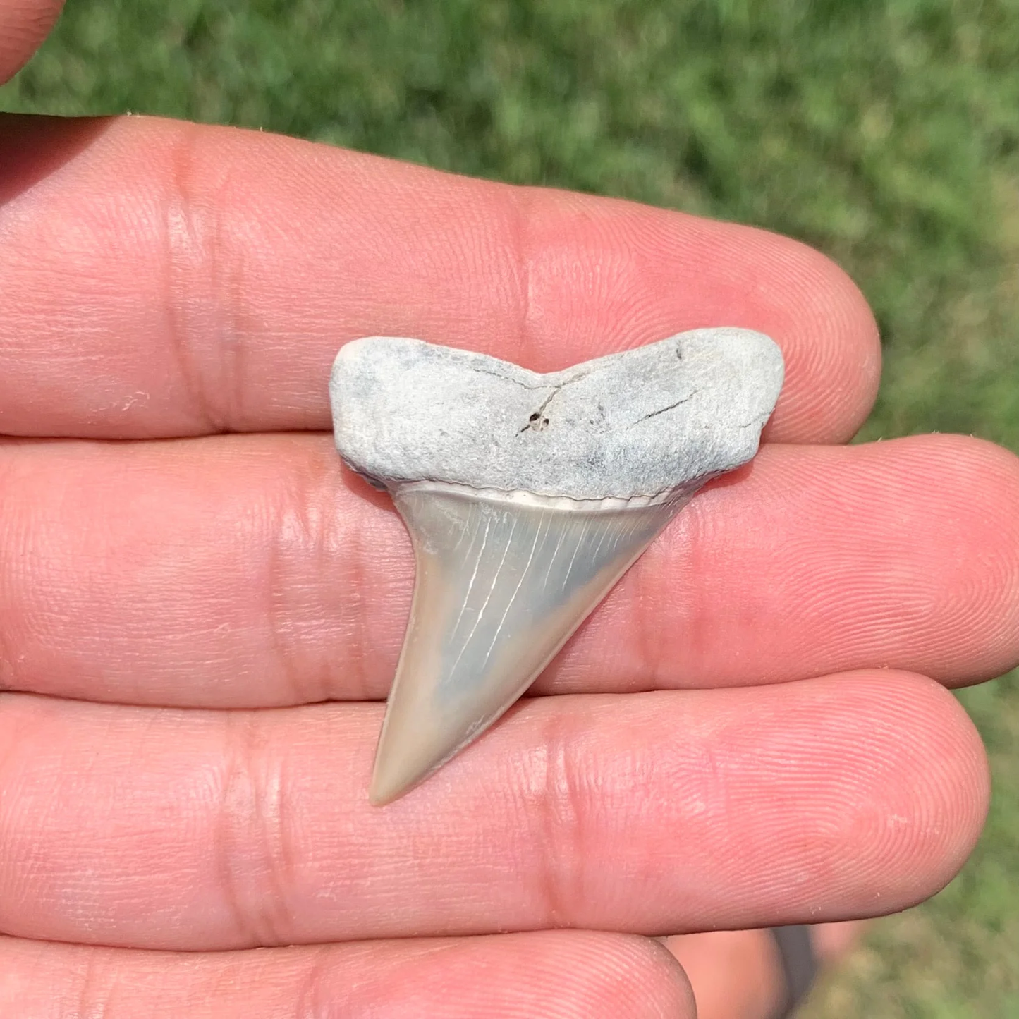 1.56”. Carcharodon hastalis - Lee Creek Mine