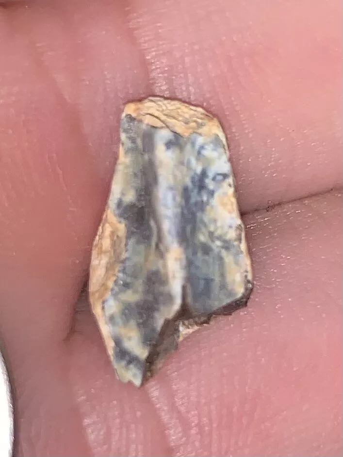 Edmontosaurus Dinosaur Tooth, Hell Creek Formation SD, Hadrosaur, Duck-billed