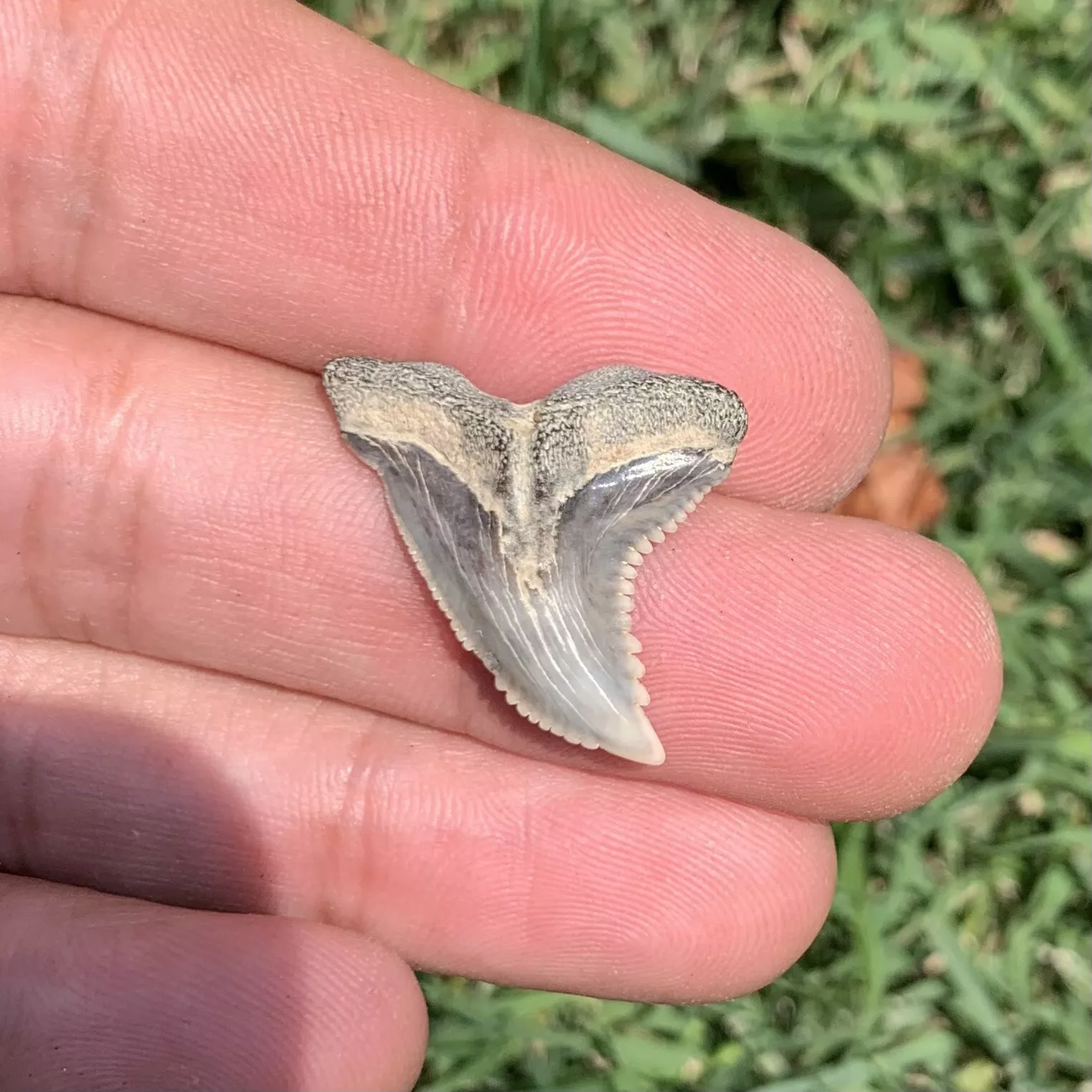 1" Hemipristis serra - Virginia