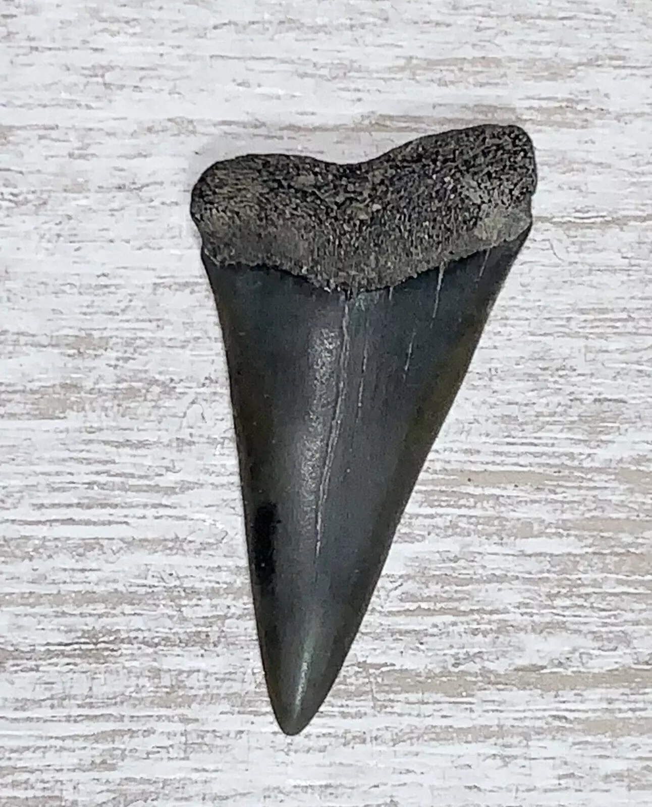 1.63" Carcharodon hastalis - Virginia