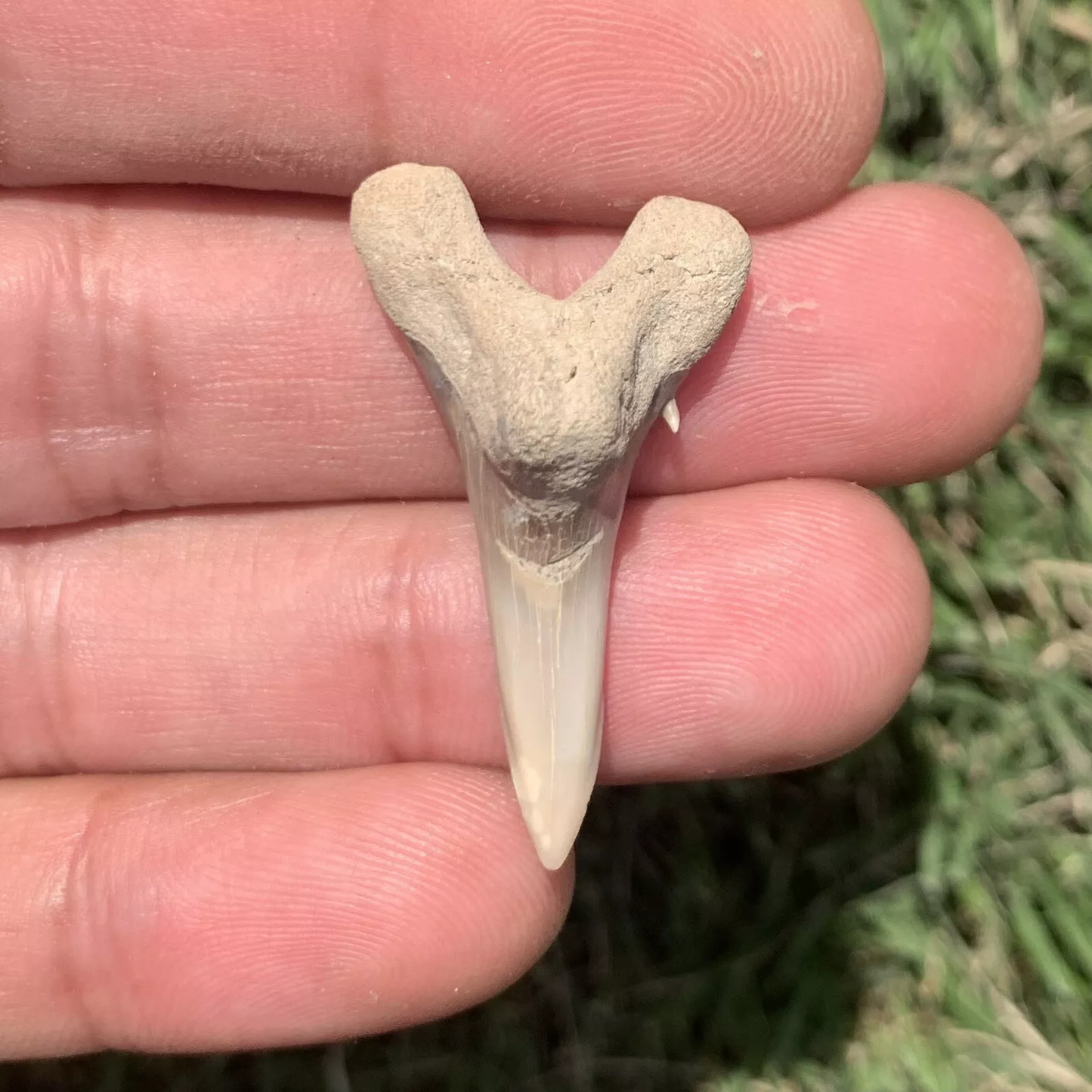 1.4" Hemipristis serra - Virginia