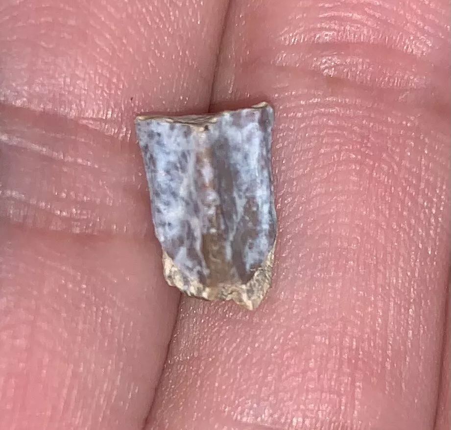Edmontosaurus Dinosaur Tooth, Hell Creek Formation SD, Hadrosaur, Duck-billed