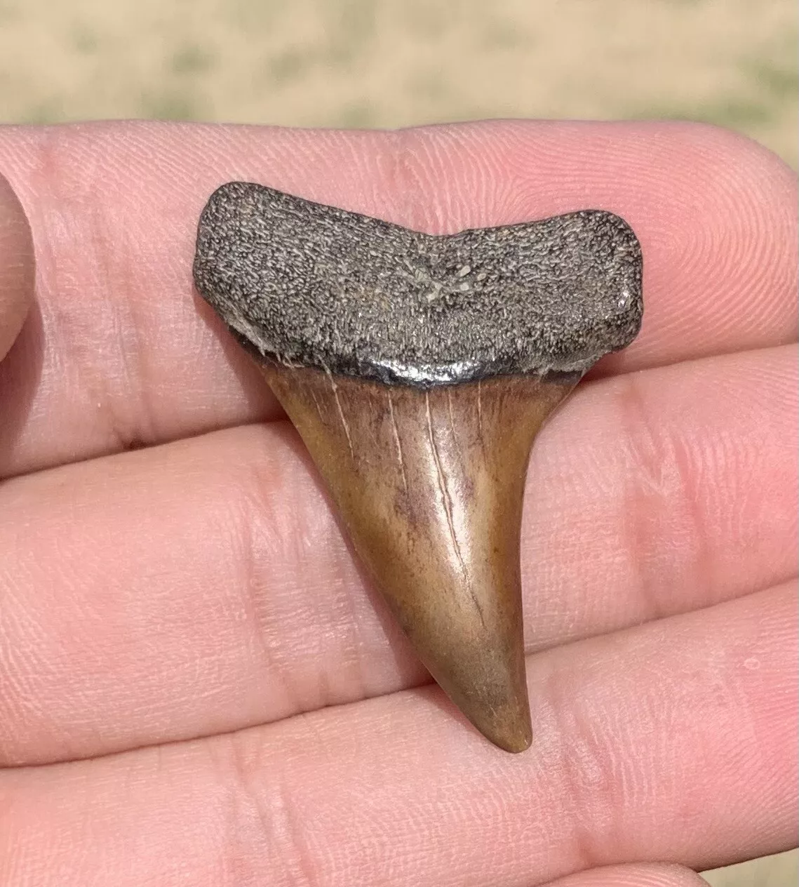 1.52" Carcharodon hastalis - Virginia