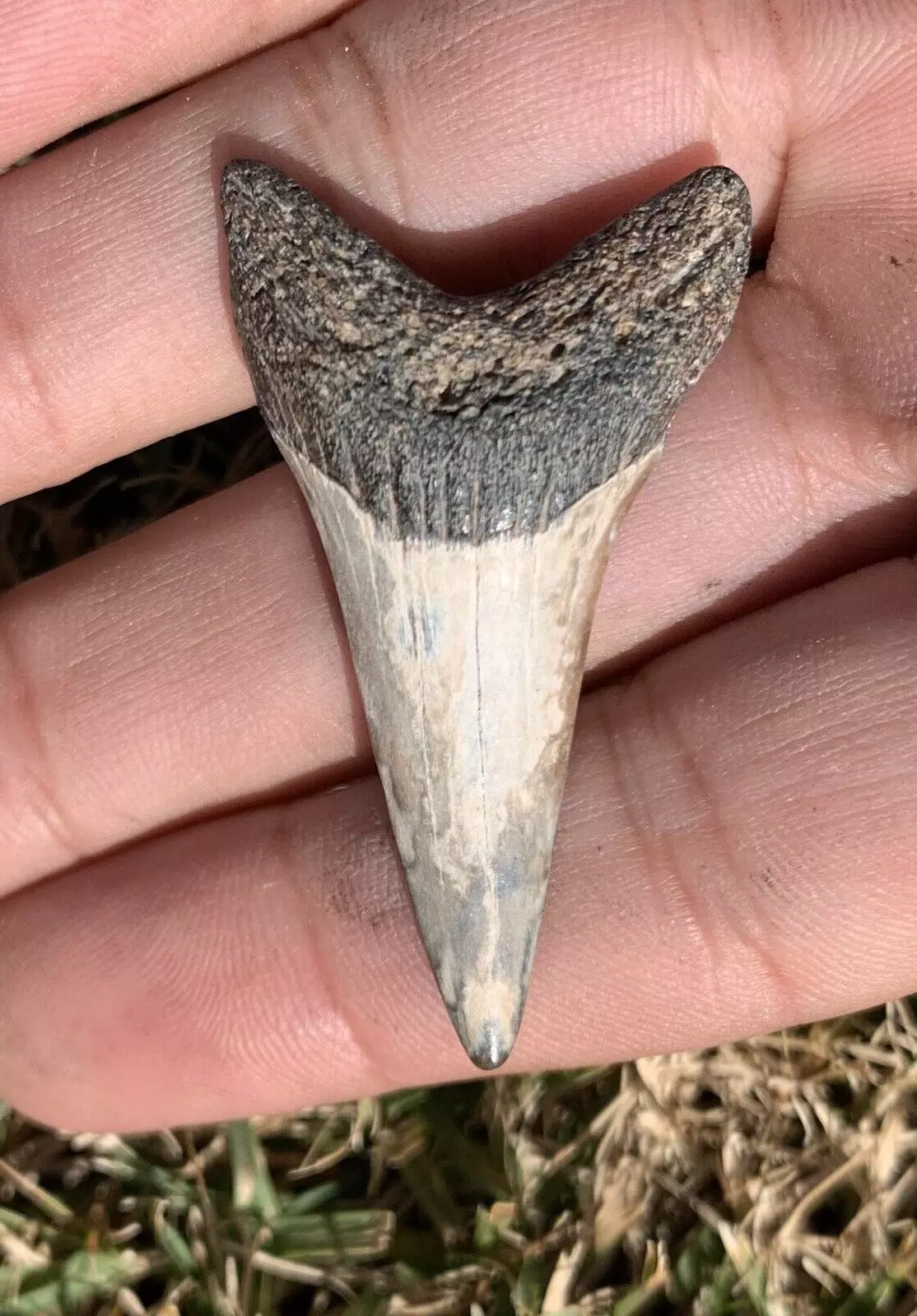 1.86” Carcharodon hastalis - Virginia