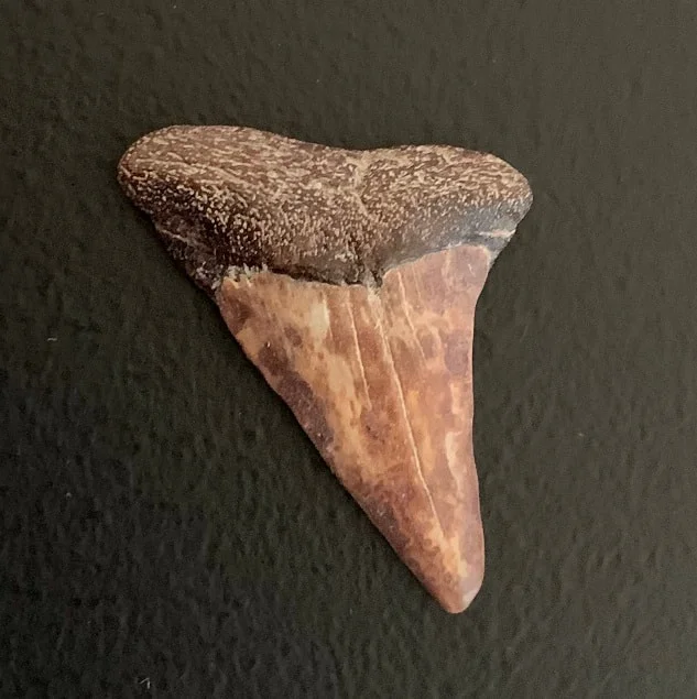 1.55" Carcharodon hastalis Shark Tooth