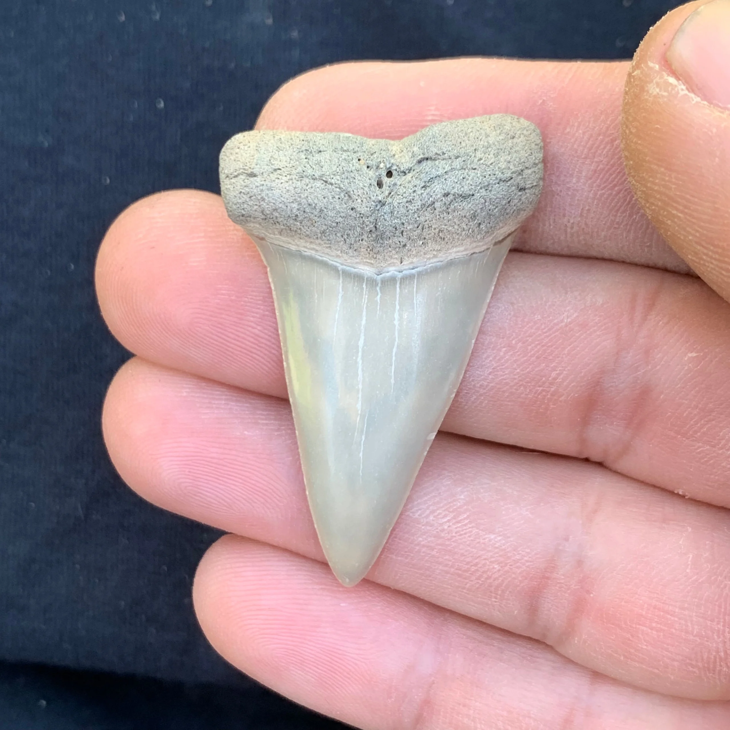 1.82” Carcharodon hastalis - Virginia