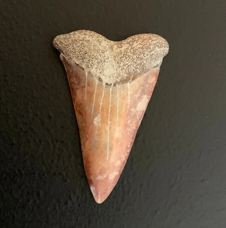 1.59" Carcharodon hastalis Shark Tooth