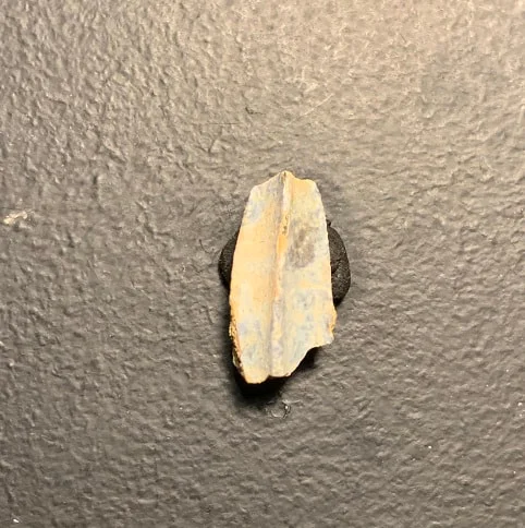 Edmontosaurus Dinosaur Tooth, Hell Creek Formation SD, Hadrosaur, Duck-billed