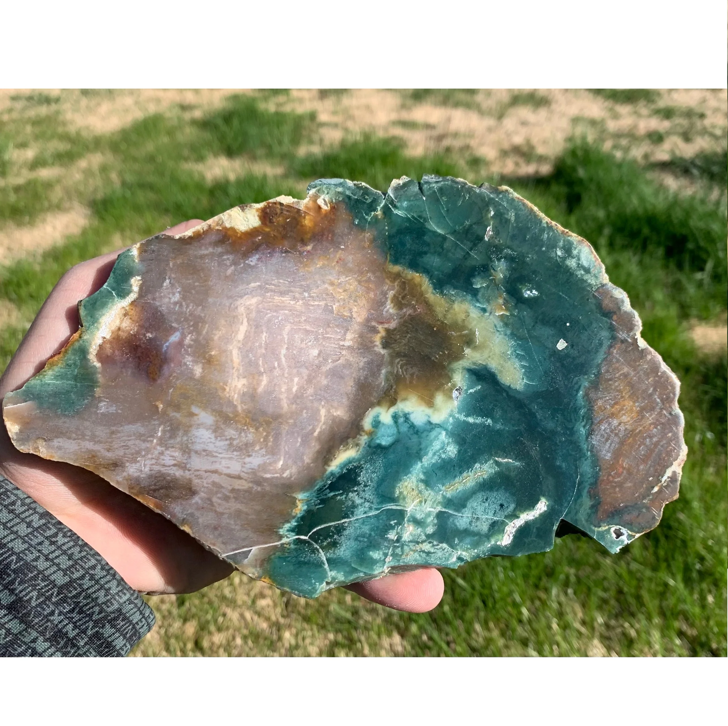 Green and Gray Petrified Wood Slab from Indonesia