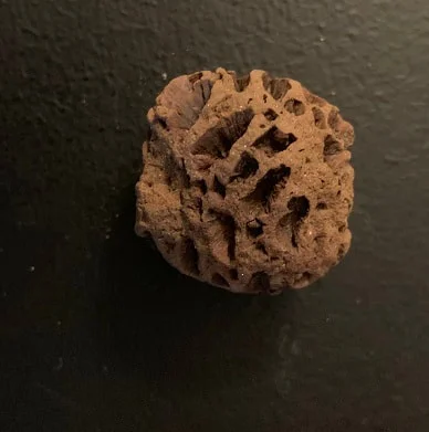 Pine Cone