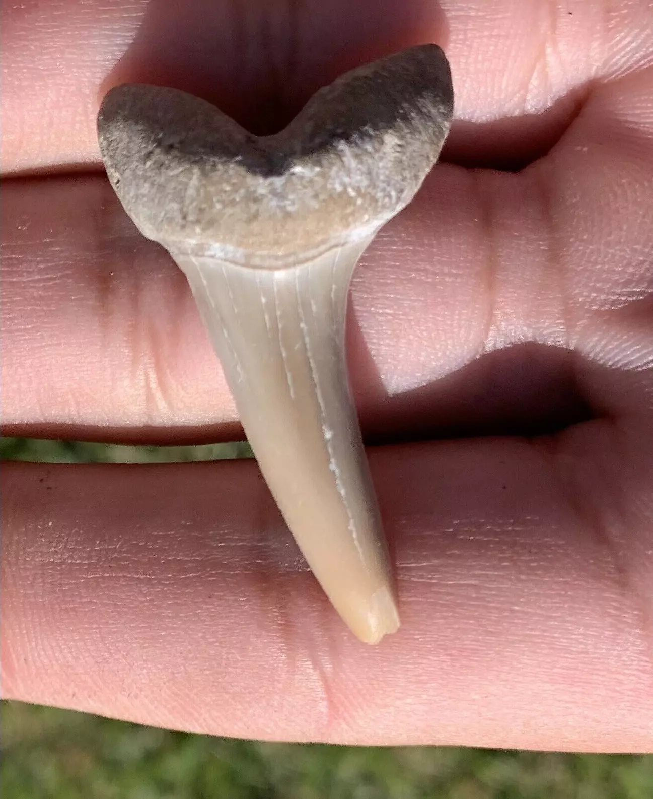 1.5" Isurus desori - Lee Creek Mine