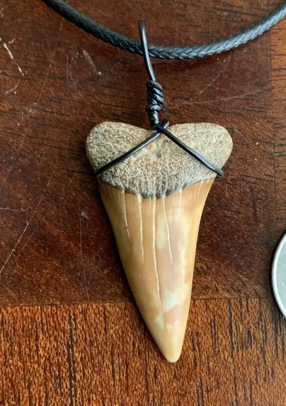Carcharodon hastalis white shark tooth necklace