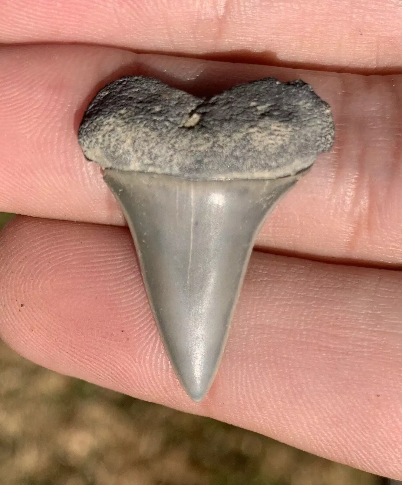 1.19" Carcharodon hastalis - Virginia