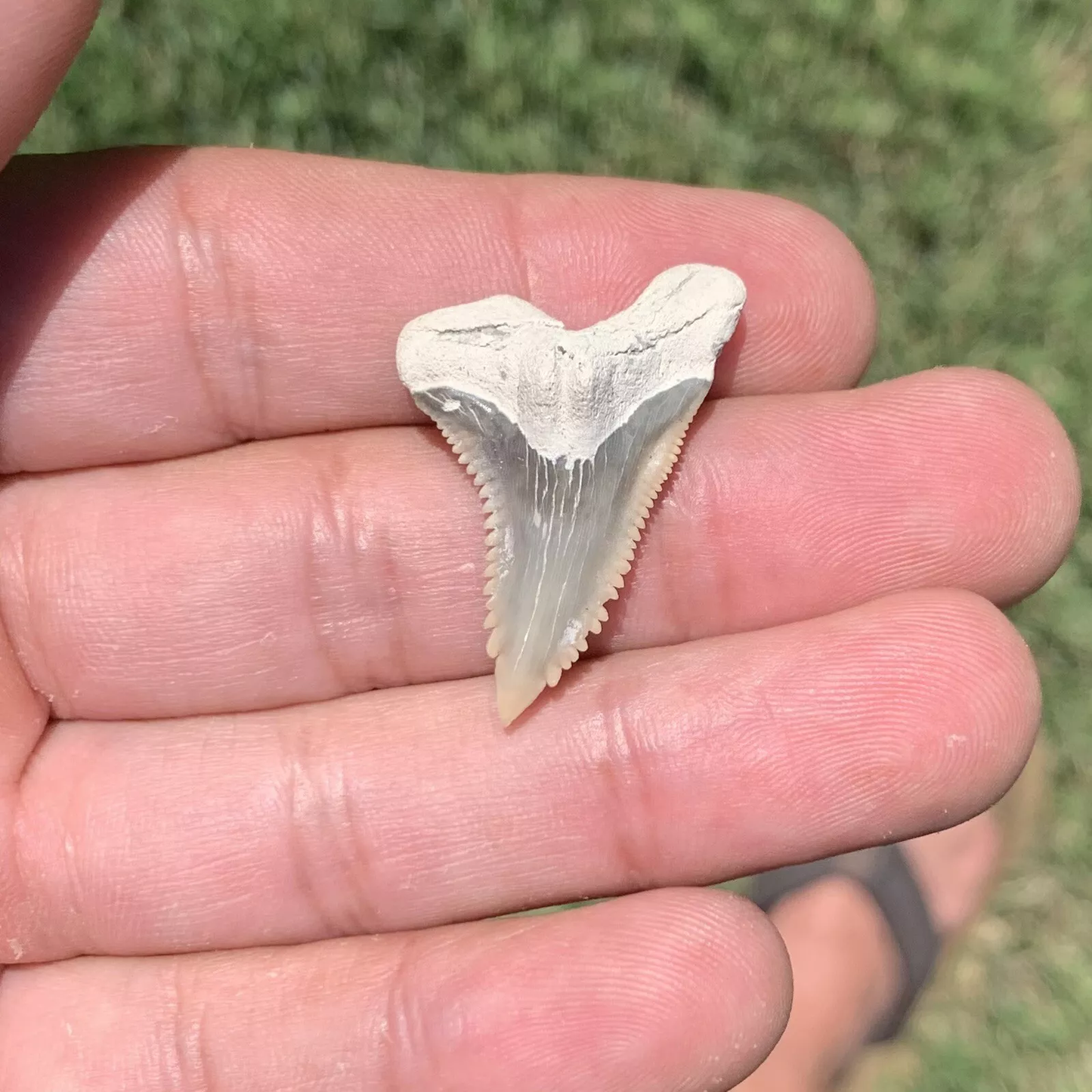 1.32" Hemipristis serra - Lee Creek Mine