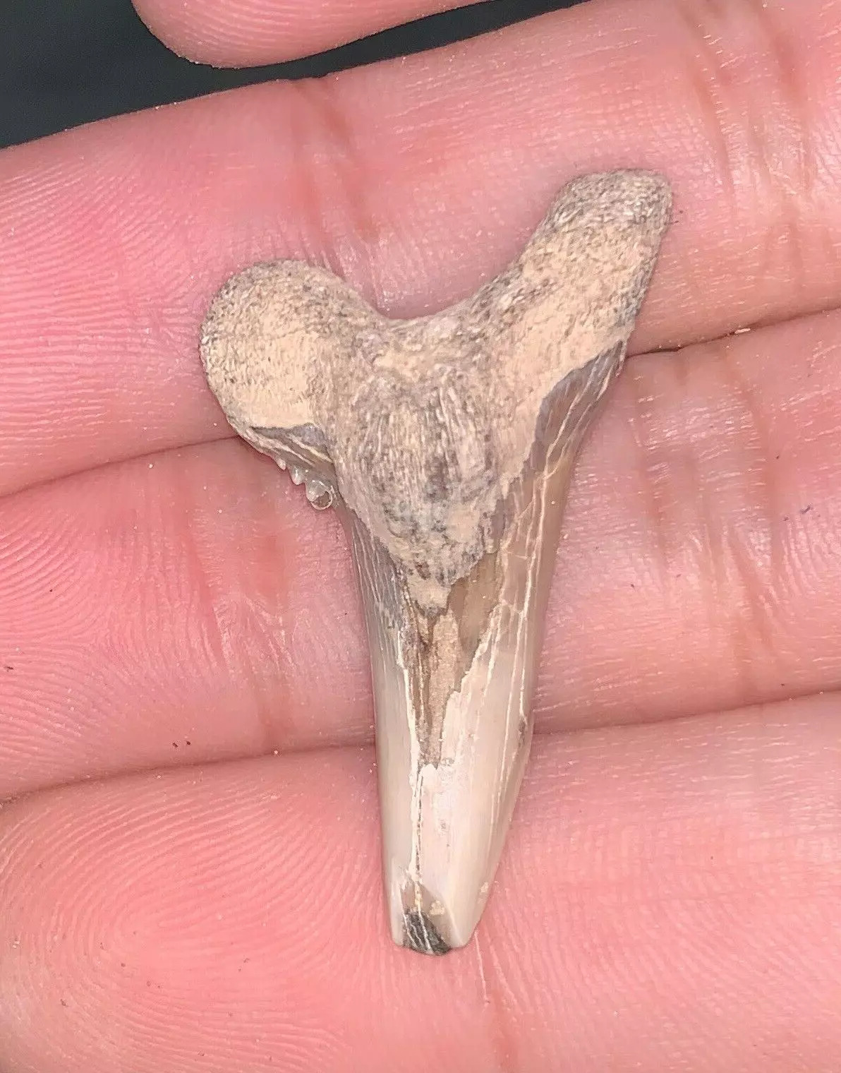 1.4" Hemipristis serra - Virginia