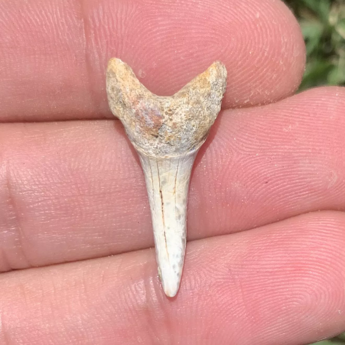 1.1” Carcharodon hastalis - Bakersfield