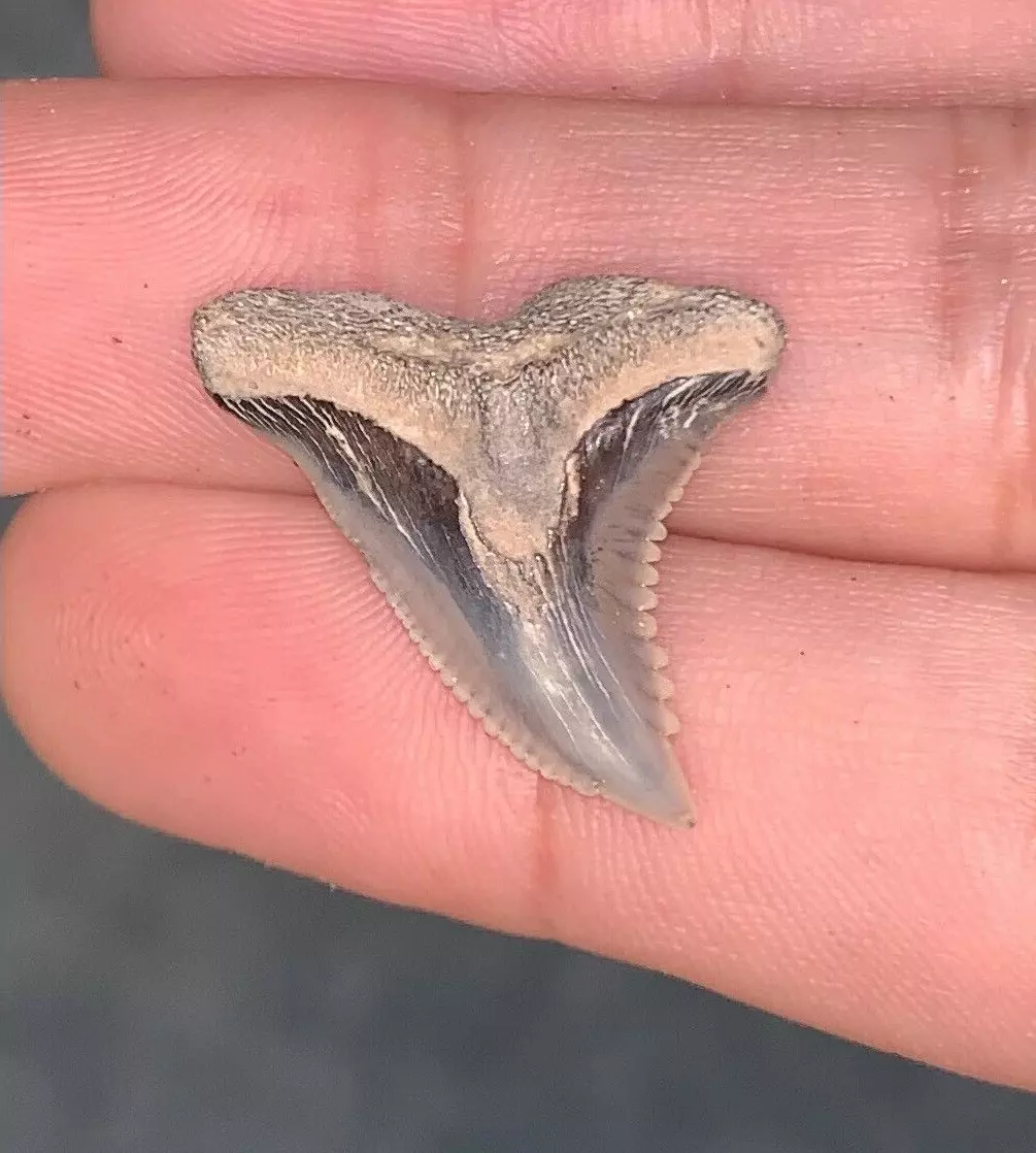 Hemipristis serra  - Virginia???? size