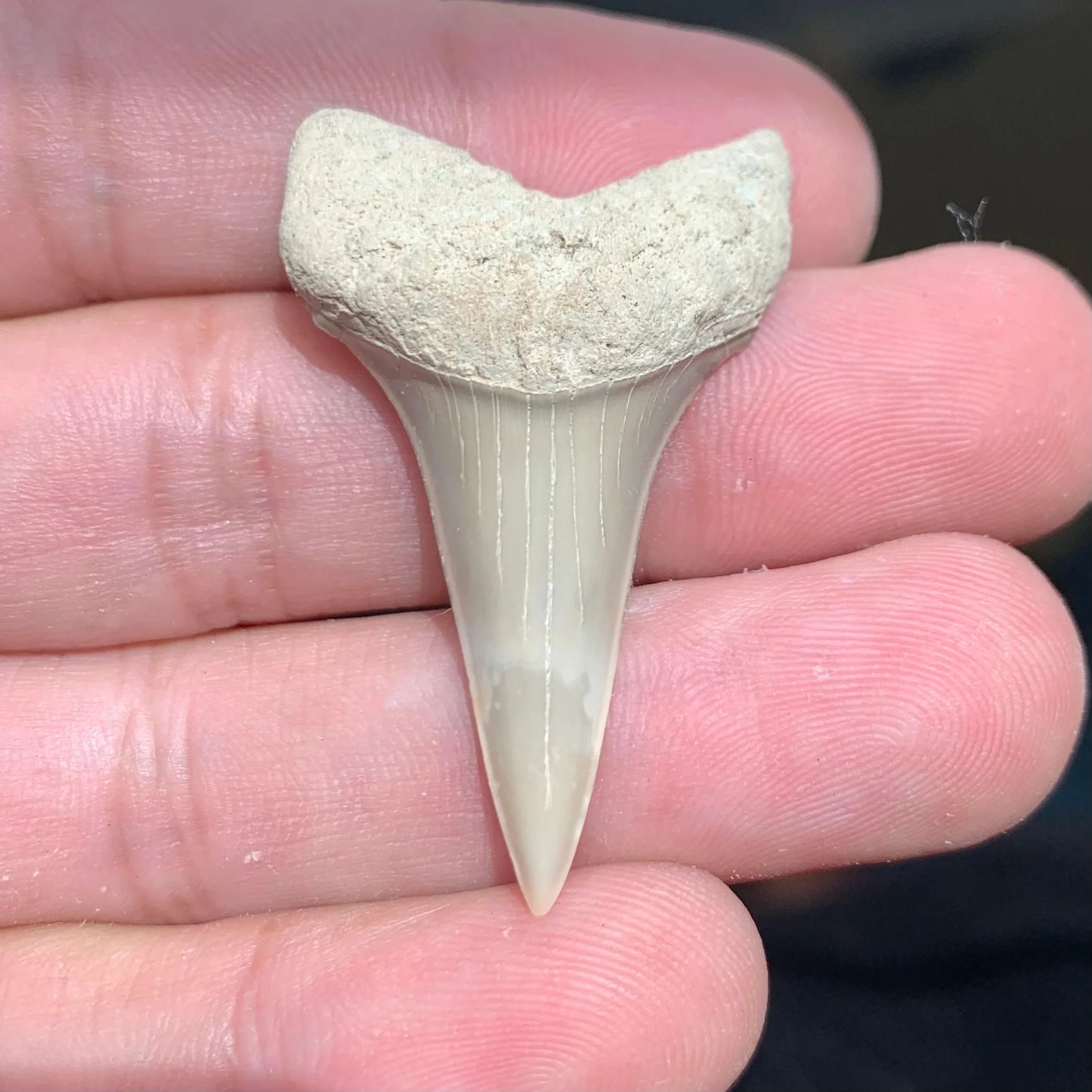 1.74” Carcharodon hastalis - Virginia -