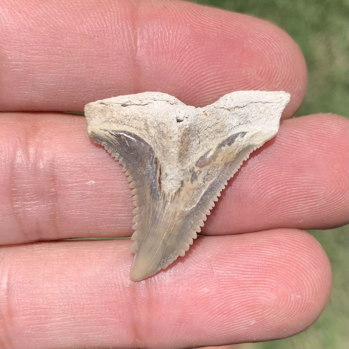1.31" Hemipristis serra - Lee Creek Mine