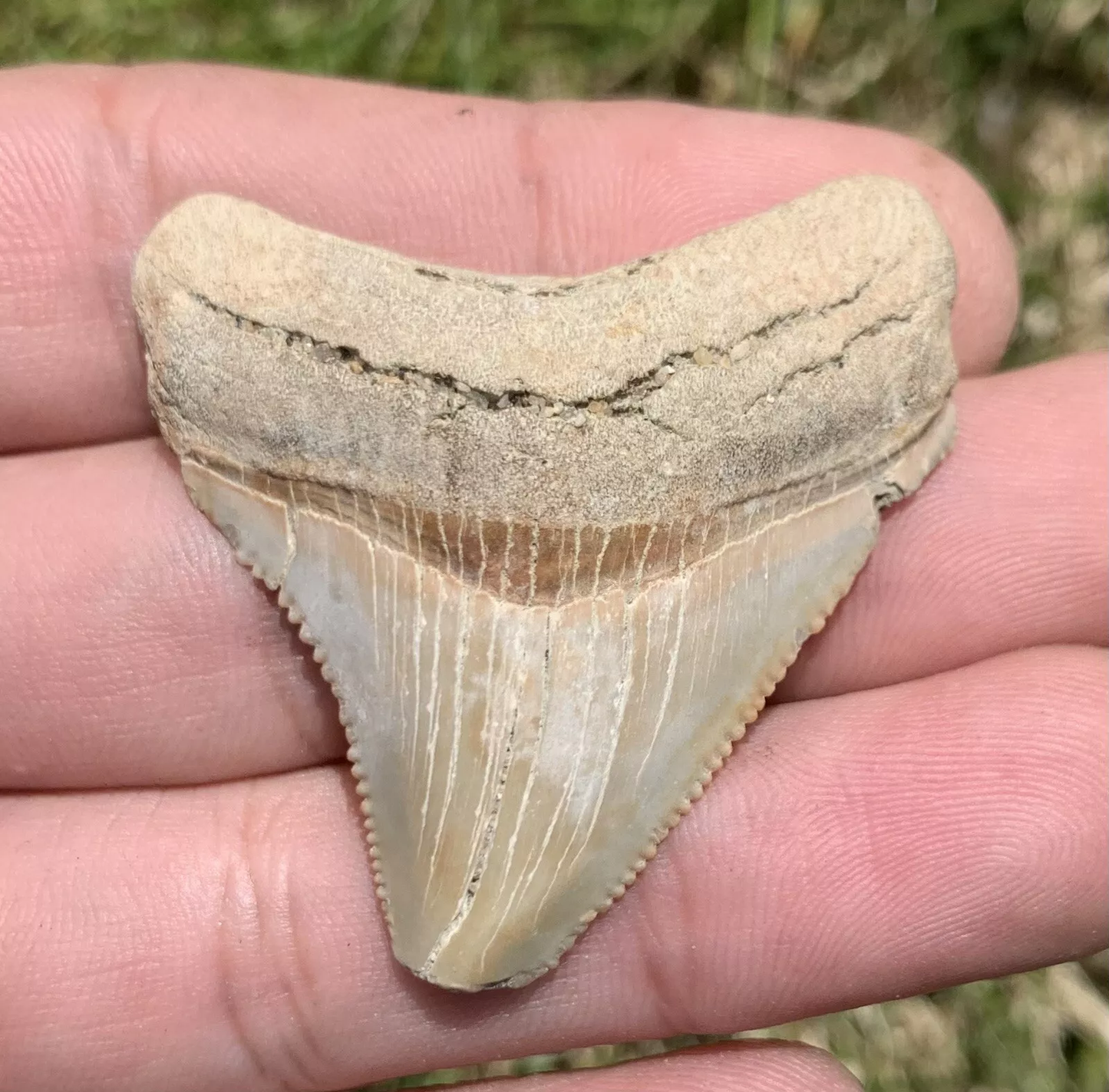 1.84” Otodus Megalodon - Virginia