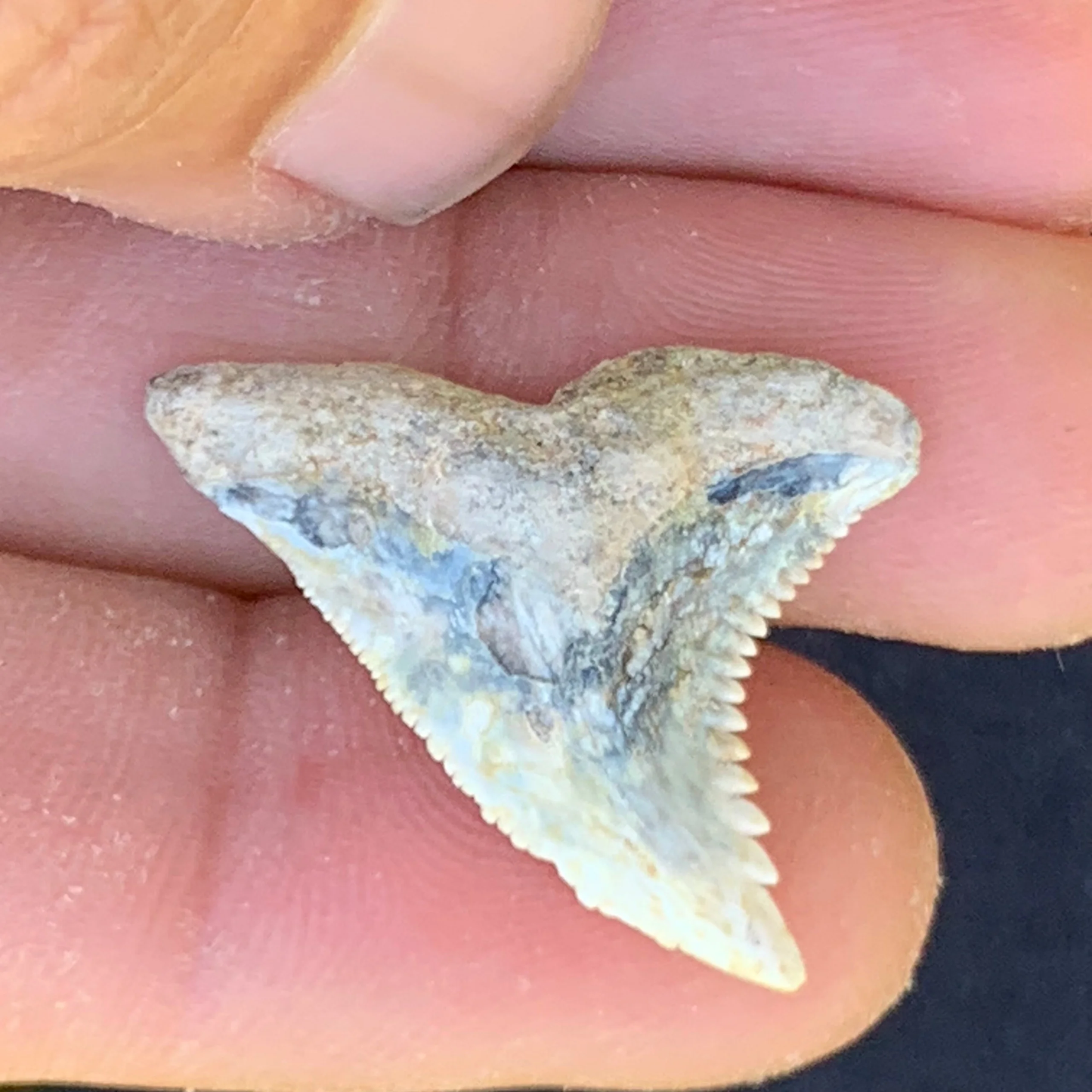 1.2” Hemipristis serra Shark Tooth - Virginia