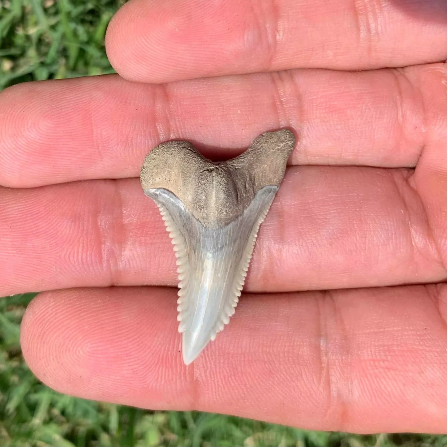 1.45” Hemipristis serra - Virginia