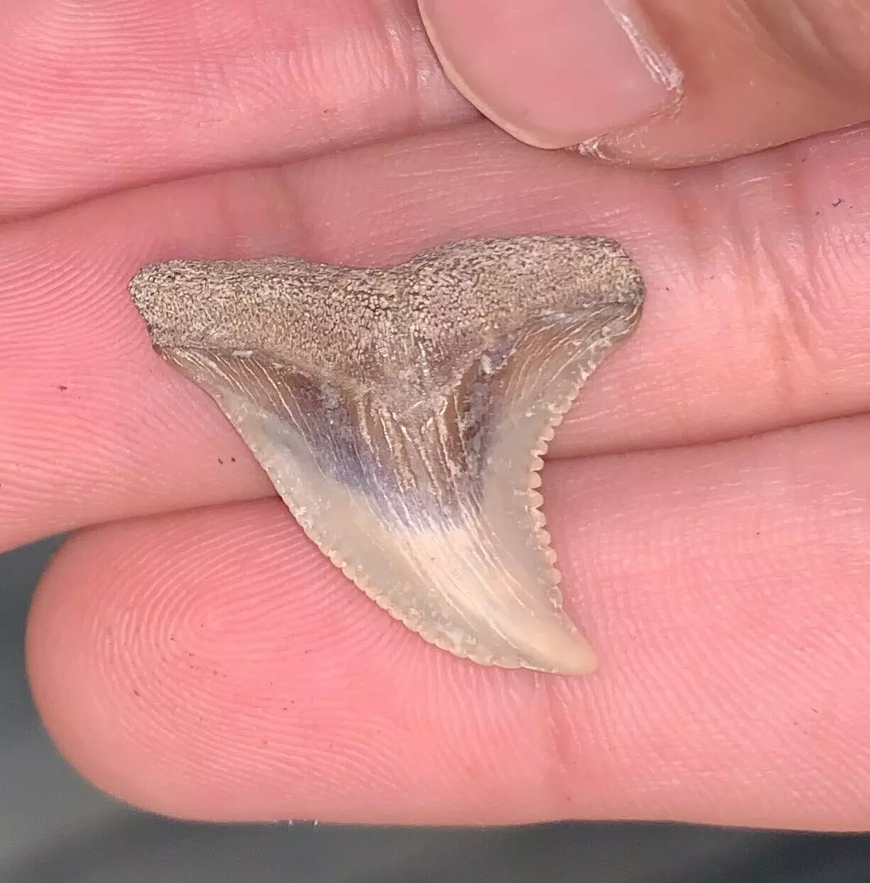 1.1" Hemipristis serra - Virginia